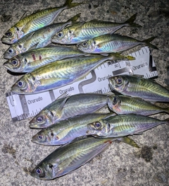 アジの釣果