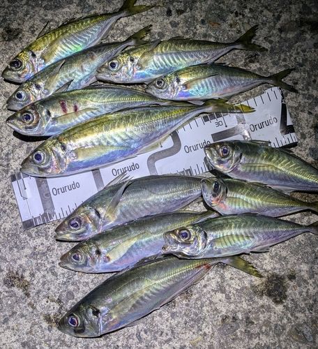 アジの釣果