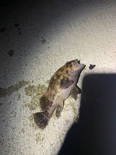 ソイの釣果