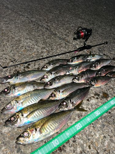 アジの釣果