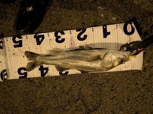 スズキの釣果