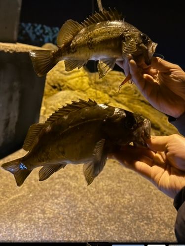 メバルの釣果