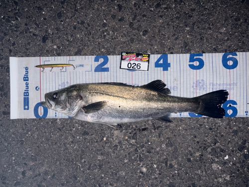 シーバスの釣果