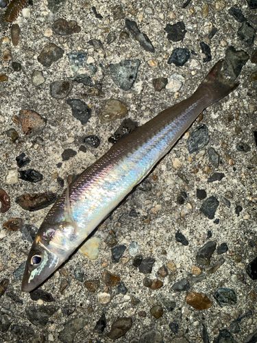 シロギスの釣果