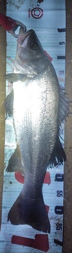 ヒラスズキの釣果