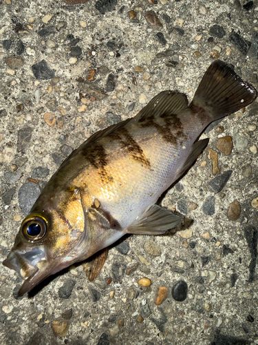 メバルの釣果