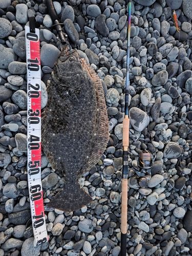 ヒラメの釣果