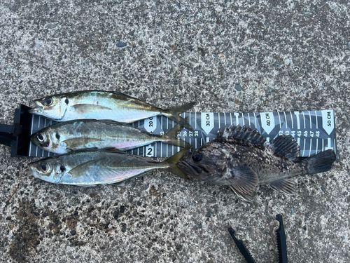 アジの釣果