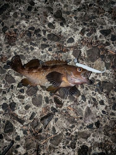 ガヤの釣果