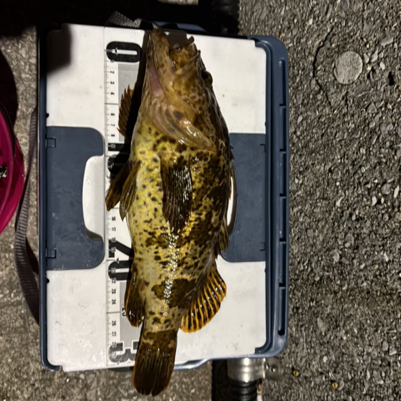 タケノコメバルの釣果写真