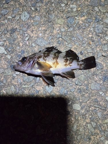 メバルの釣果