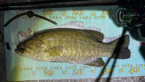 スモールマウスバスの釣果