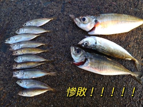 マアジの釣果