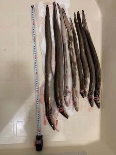 アナゴの釣果