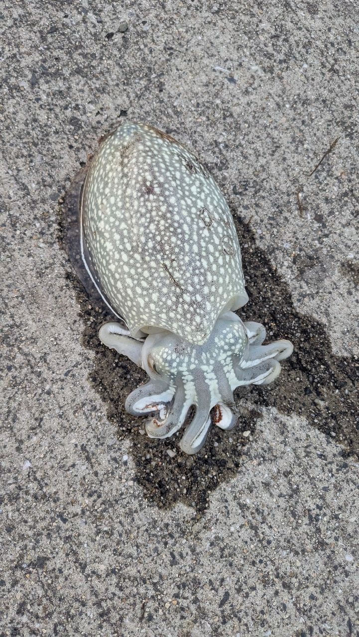 シリヤケイカの釣果写真