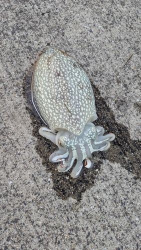 シリヤケイカの釣果