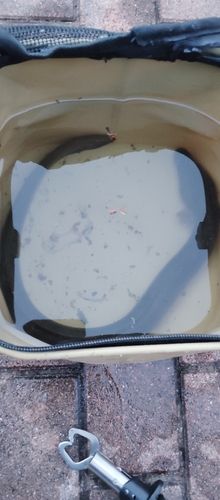 ニホンウナギの釣果