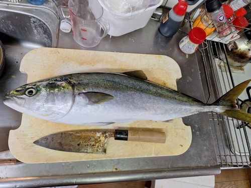 ヤズの釣果