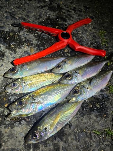 アジの釣果