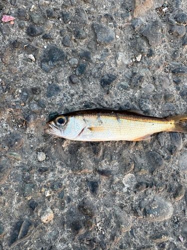 ウルメイワシの釣果