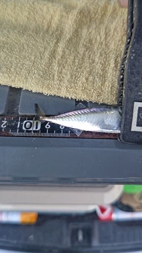 サバの釣果