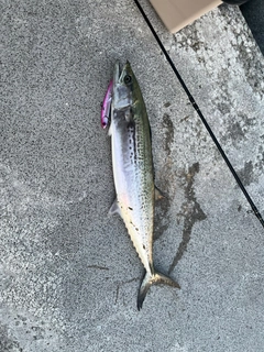 サゴシの釣果