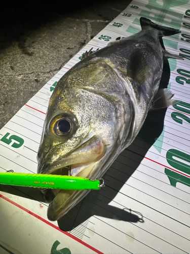 シーバスの釣果