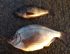 ウミタナゴの釣果