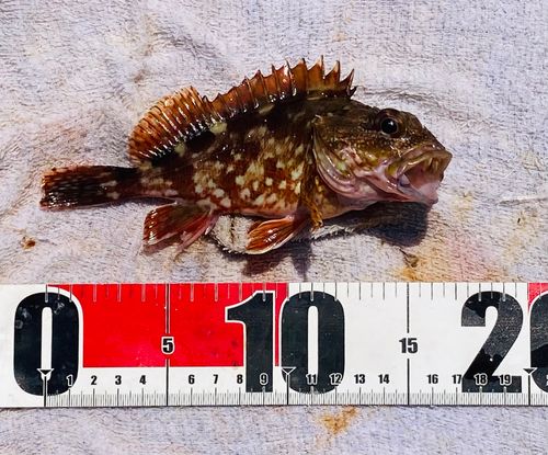 アラカブの釣果