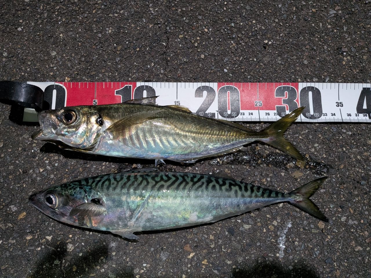 DAIWA 19エメラルダス X 86MLの最安値・インプレ・釣果 | 本音の口コミ