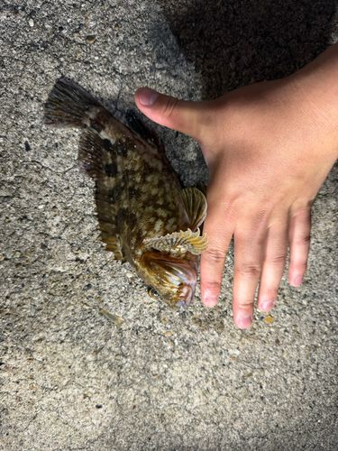アカエイの釣果