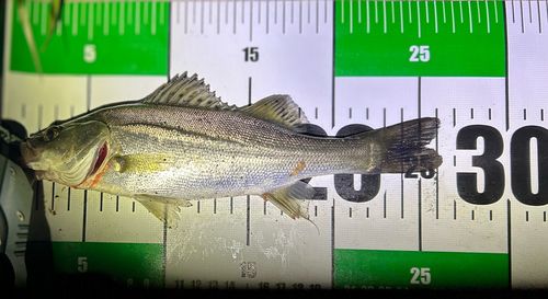シーバスの釣果