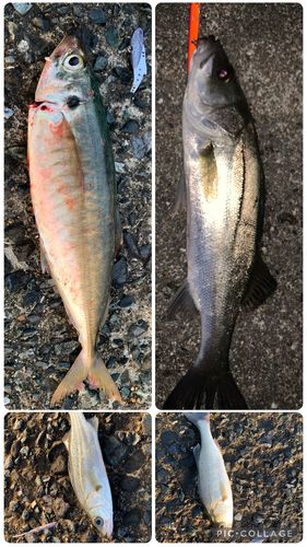 マルアジの釣果