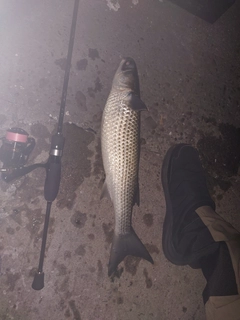 ボラの釣果