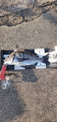 チヌの釣果