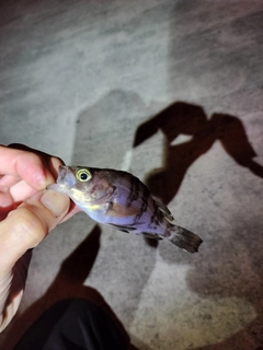 メバルの釣果