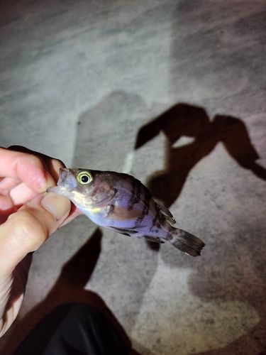 メバルの釣果