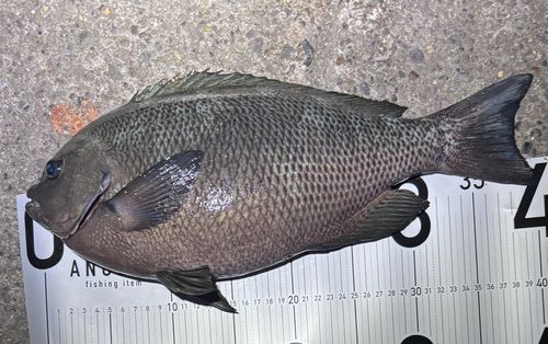 メジナの釣果