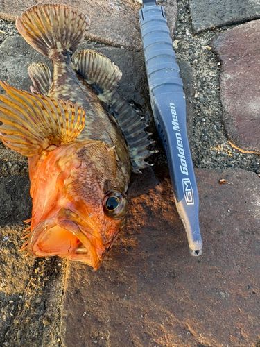 カサゴの釣果