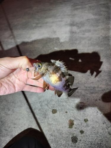 メバルの釣果
