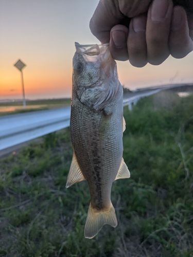 ラージマウスバスの釣果