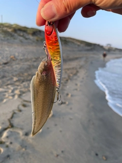 シタビラメの釣果