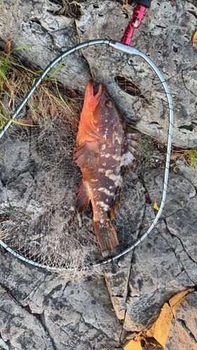 キジハタの釣果