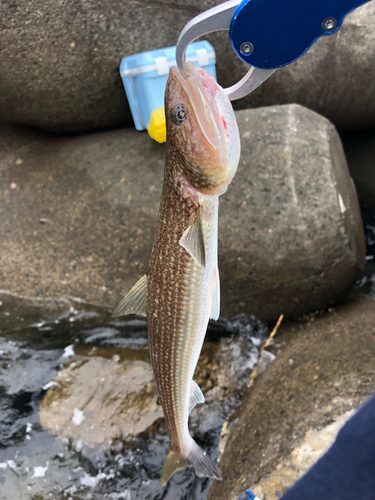 エソの釣果