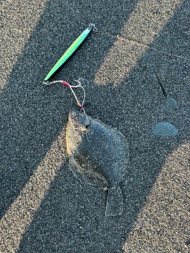 カレイの釣果