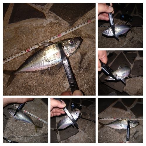マアジの釣果