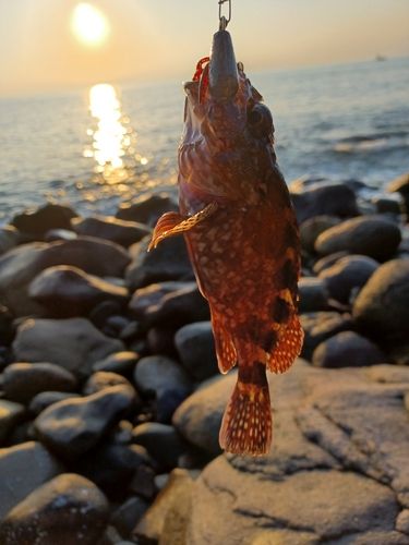 カサゴの釣果