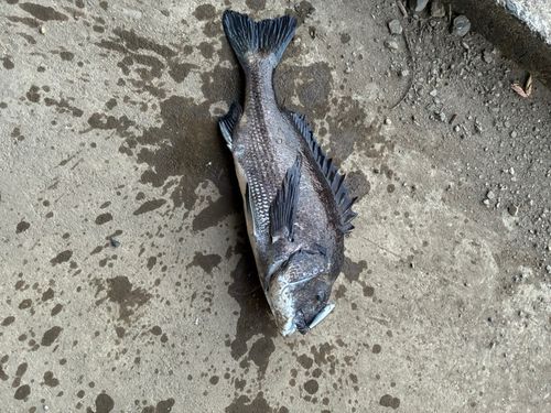 チヌの釣果