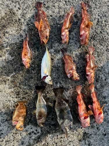 アジの釣果