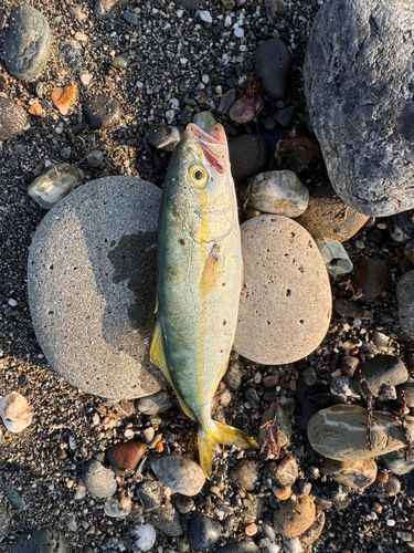ワカシの釣果